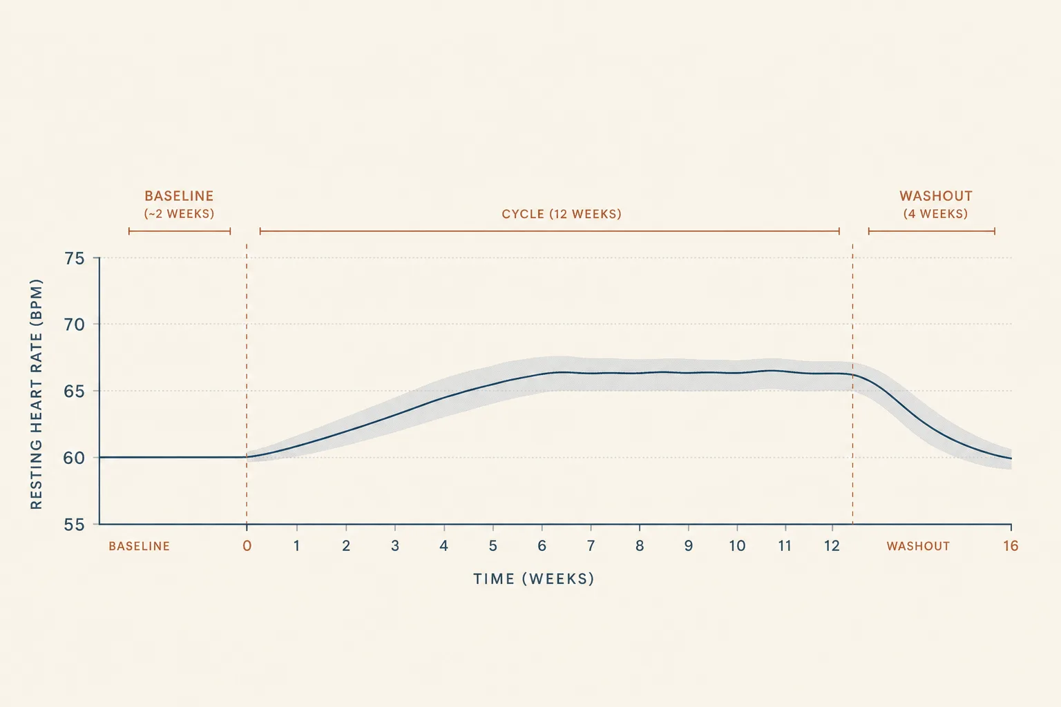 Editorial line chart on bone-coloured background. X-axis is days, spanning baseline → cycle weeks 1–12 → 4-week washout. Y-axis is resting heart rate, spanning 55–75 bpm. Two thin lines: a flat baseline near 60 bpm before week zero, then a slow rising curve climbing to ~67 bpm by week 6 with shaded variance band, plateauing through week 12, then a fall back toward baseline across the washout. Vertical dashed lines mark cycle start and end. Restrained palette of slate-blue trace and warm rust labels on bone, sans-serif typography, no faces, magazine-grade chart aesthetic.