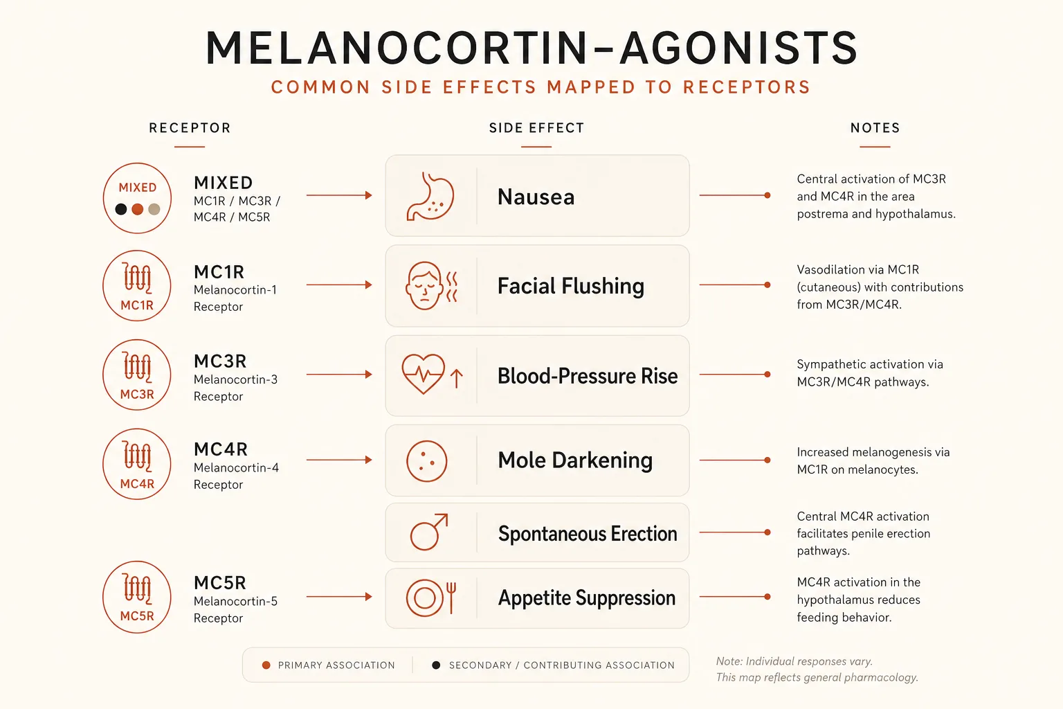 Editorial illustration mapping common melanocortin-agonist side effects to receptors. A central vertical column lists symptoms (Nausea, Facial flushing, Blood-pressure rise, Mole darkening, Spontaneous erection, Appetite suppression). On the left, a small labeled receptor icon points to each symptom (mostly MC4R, with MC1R for pigmentation, mixed for flushing). Clean diagrammatic style, restrained palette of charcoal and warm rust on off-white, sans-serif type.