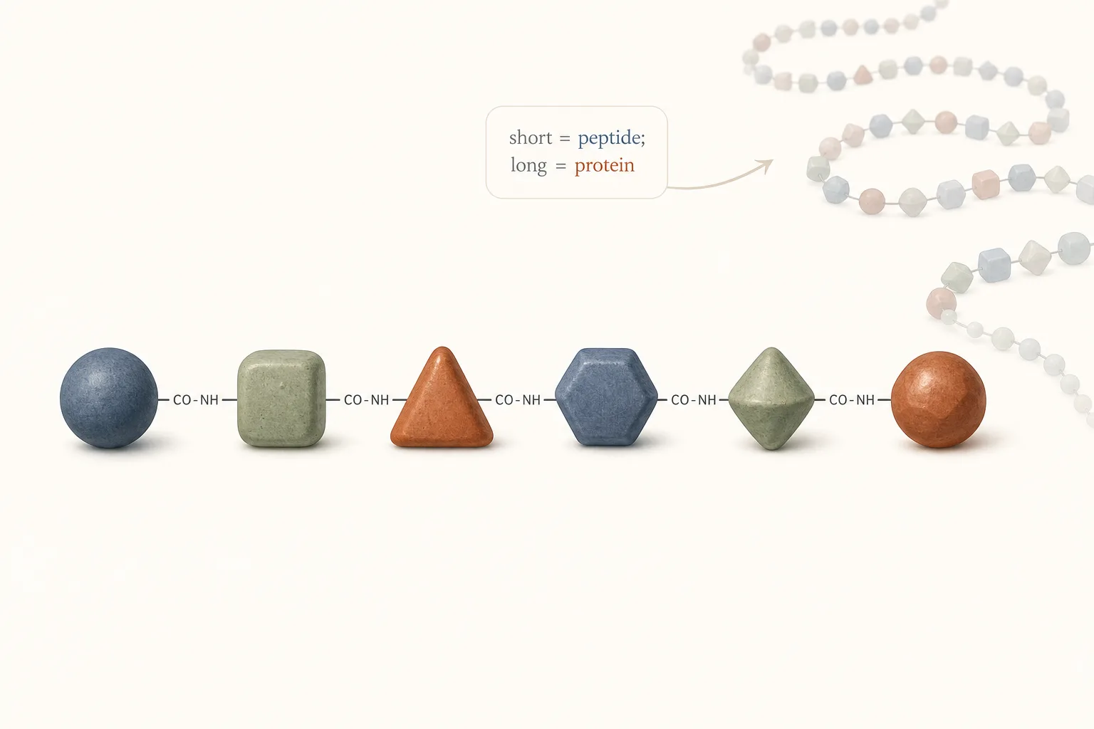 Editorial illustration of a short peptide chain. Six amino-acid beads connected by peptide bonds, drawn left-to-right with each bead a slightly different shape and color (representing different residues). Each bond is labeled '-CO-NH-' in tiny type. Above the chain, a callout indicating 'short = peptide; long = protein' with a soft arrow extending to a smaller, much longer faded chain in the corner. Clean medical-illustration style, restrained palette of slate-blue, sage green and warm rust on off-white background, sans-serif typography, no shading.