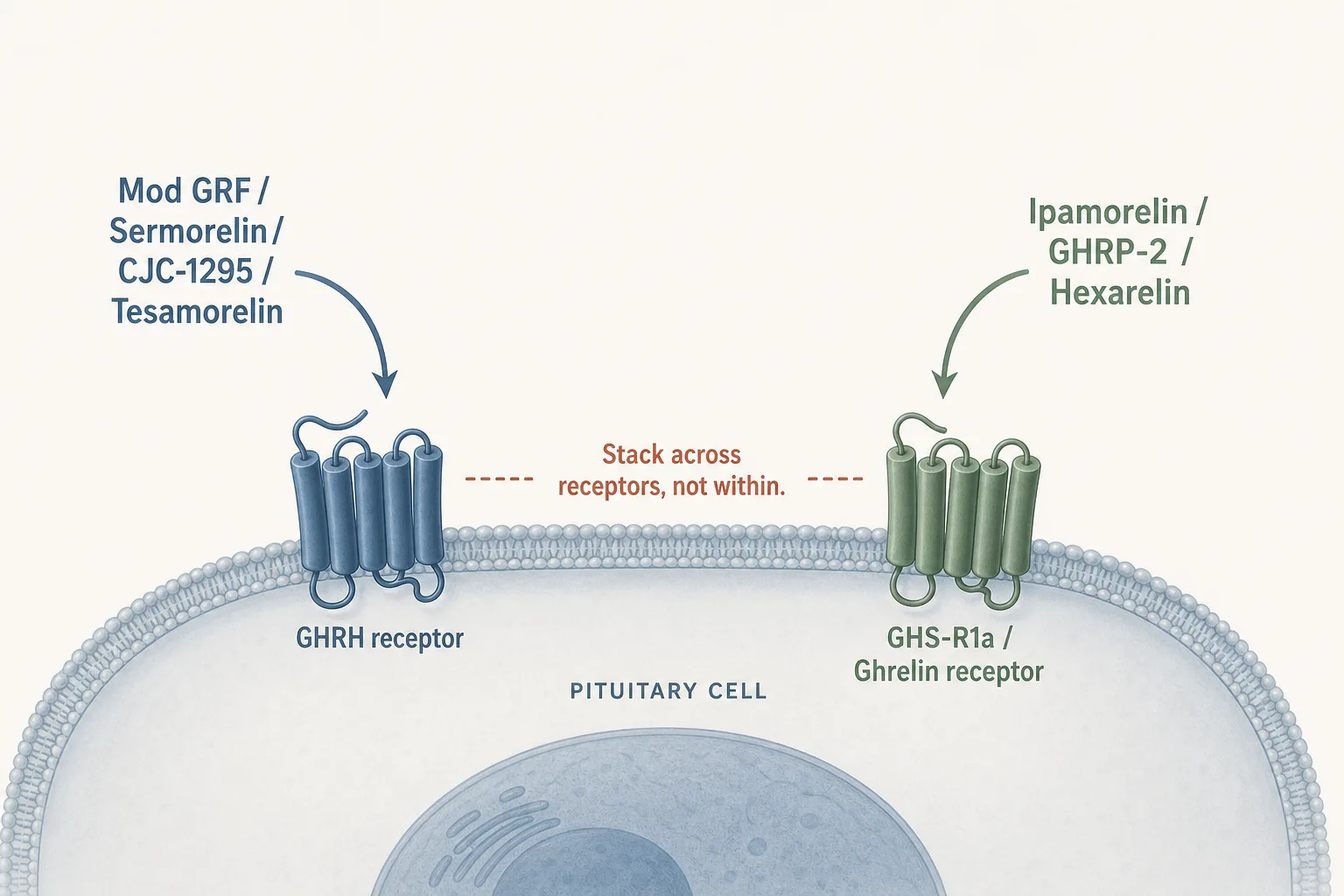 Editorial diagram on a soft off-white surface: two stylised receptor shapes labelled 'GHRH receptor' and 'GHS-R1a / Ghrelin receptor' sit side by side on a stylised pituitary cell, with two distinct curved arrows reaching them - one labelled 'Mod GRF / Sermorelin / CJC-1295 / Tesamorelin' arriving at the GHRH receptor, the other labelled 'Ipamorelin / GHRP-2 / Hexarelin' arriving at the GHS-R1a receptor. A small annotation between them: 'Stack across receptors, not within.' Clean medical-illustration style, restrained palette of slate-blue, sage and warm rust on bone, sans-serif typography, generous negative space at the top for a headline.